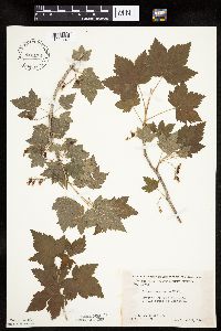 Ribes americanum image