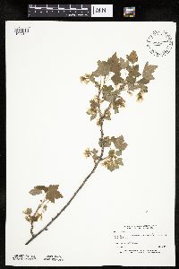 Ribes americanum image