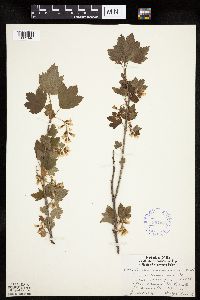 Ribes americanum image