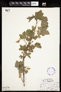 Ribes americanum image