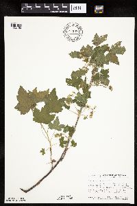 Ribes americanum image