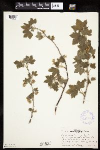 Ribes americanum image