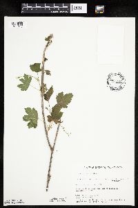 Ribes americanum image