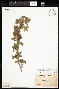 Ribes americanum image
