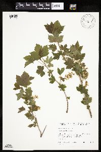 Ribes americanum image