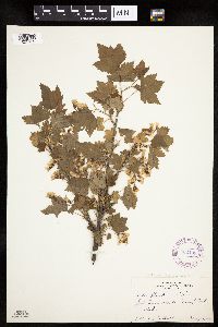 Ribes americanum image