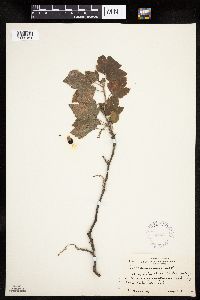 Ribes americanum image