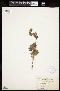 Ribes americanum image