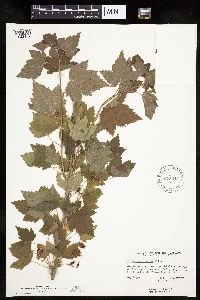 Ribes americanum image