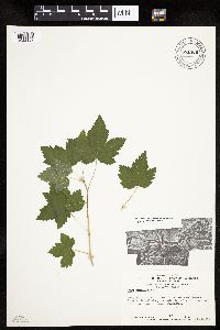 Ribes americanum image