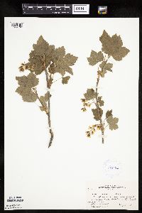Ribes americanum image