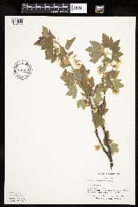 Ribes americanum image