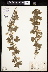 Ribes americanum image