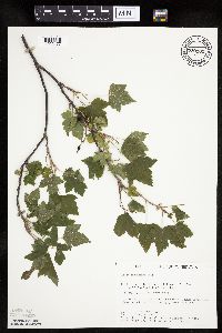 Ribes americanum image