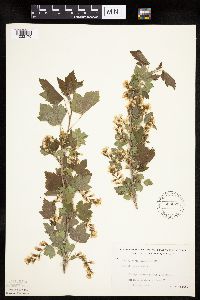 Ribes americanum image