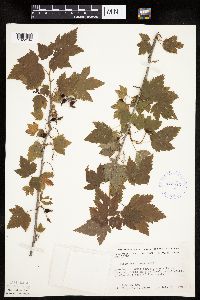 Ribes americanum image