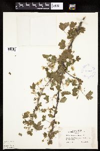 Ribes americanum image