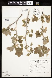 Ribes americanum image