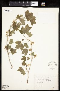 Ribes americanum image