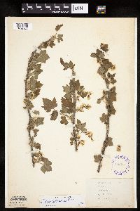 Ribes americanum image