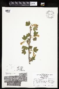 Ribes americanum image