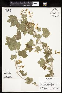 Ribes americanum image