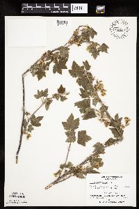 Ribes americanum image