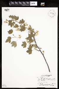 Ribes americanum image