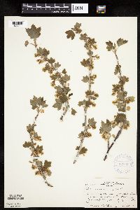 Ribes americanum image