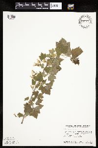 Ribes americanum image