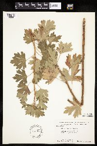 Ribes aureum var. villosum image