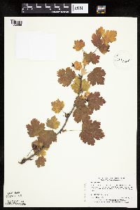 Ribes cynosbati image