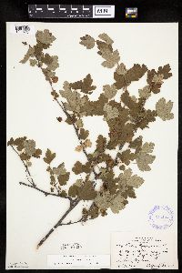 Ribes cynosbati image