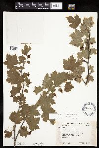 Ribes cynosbati image