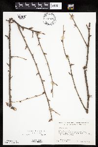 Ribes cynosbati image