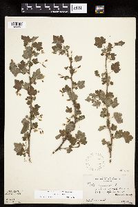 Ribes cynosbati image