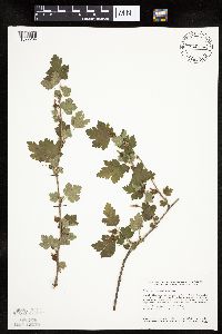 Ribes cynosbati image