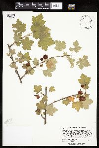Ribes cynosbati image