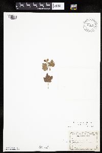 Ribes cynosbati image