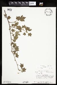 Ribes cynosbati image