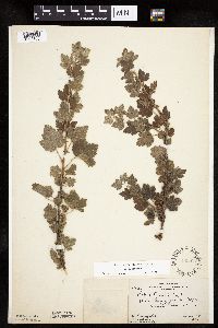 Ribes cynosbati image