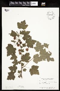 Ribes cynosbati image