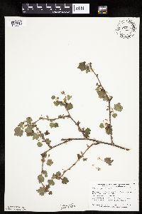 Ribes cynosbati image