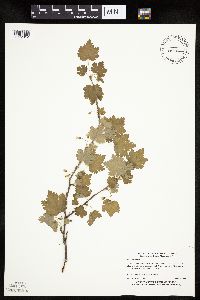 Ribes cynosbati image