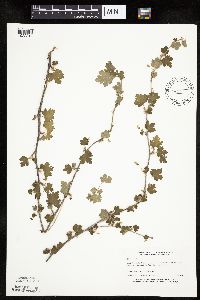 Ribes cynosbati image