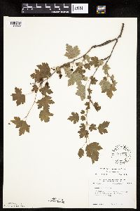 Ribes cynosbati image