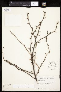 Ribes cynosbati image