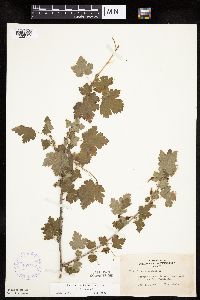 Ribes cynosbati image