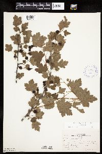Ribes cynosbati image
