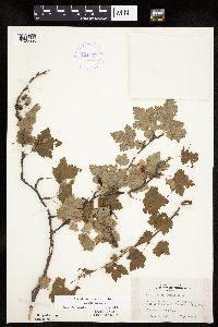 Ribes cynosbati image